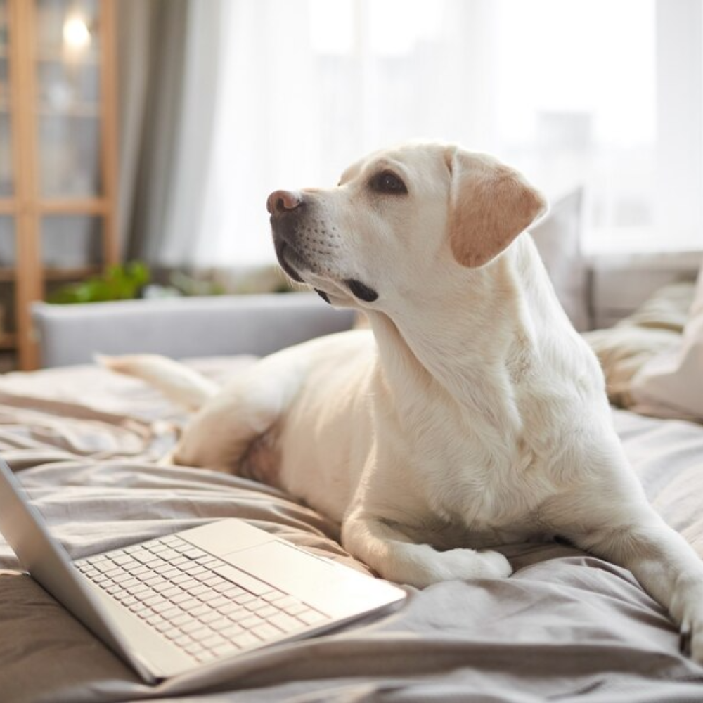 How to Choose the Perfect Bed for Your Pet